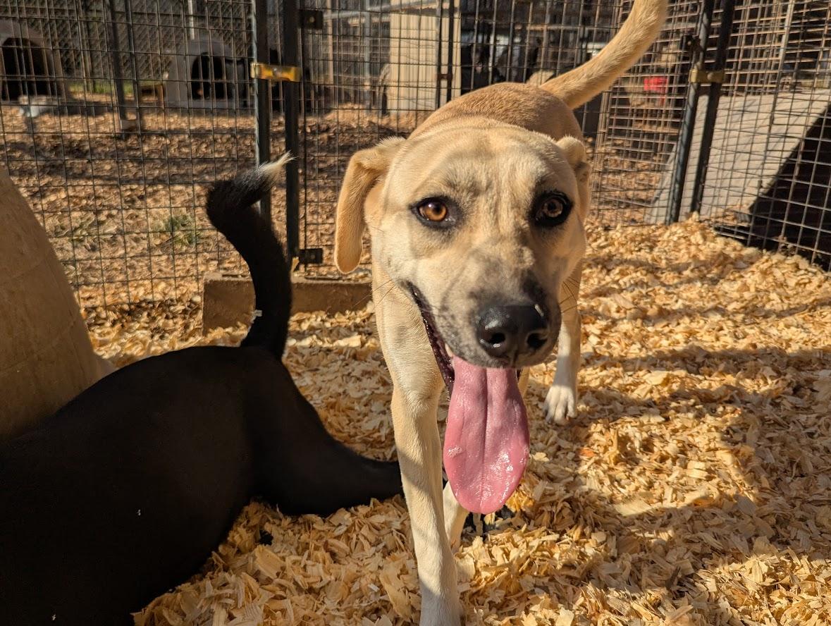 COCONUT PIE — thumbnail 3