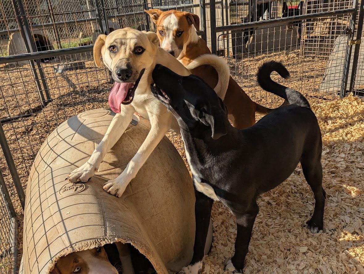 COCONUT PIE — thumbnail 4