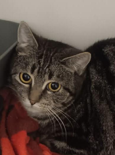 Terra, Adopted, Adult Female Domestic Short Hair.