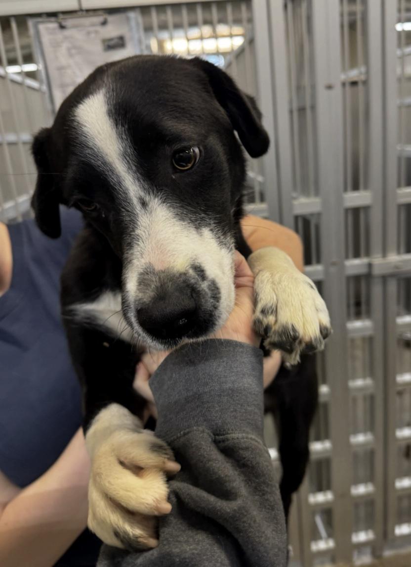 Enlarge Hamlet, a ADOPTABLE mixed breed in Cedarburg, WI image 2/2