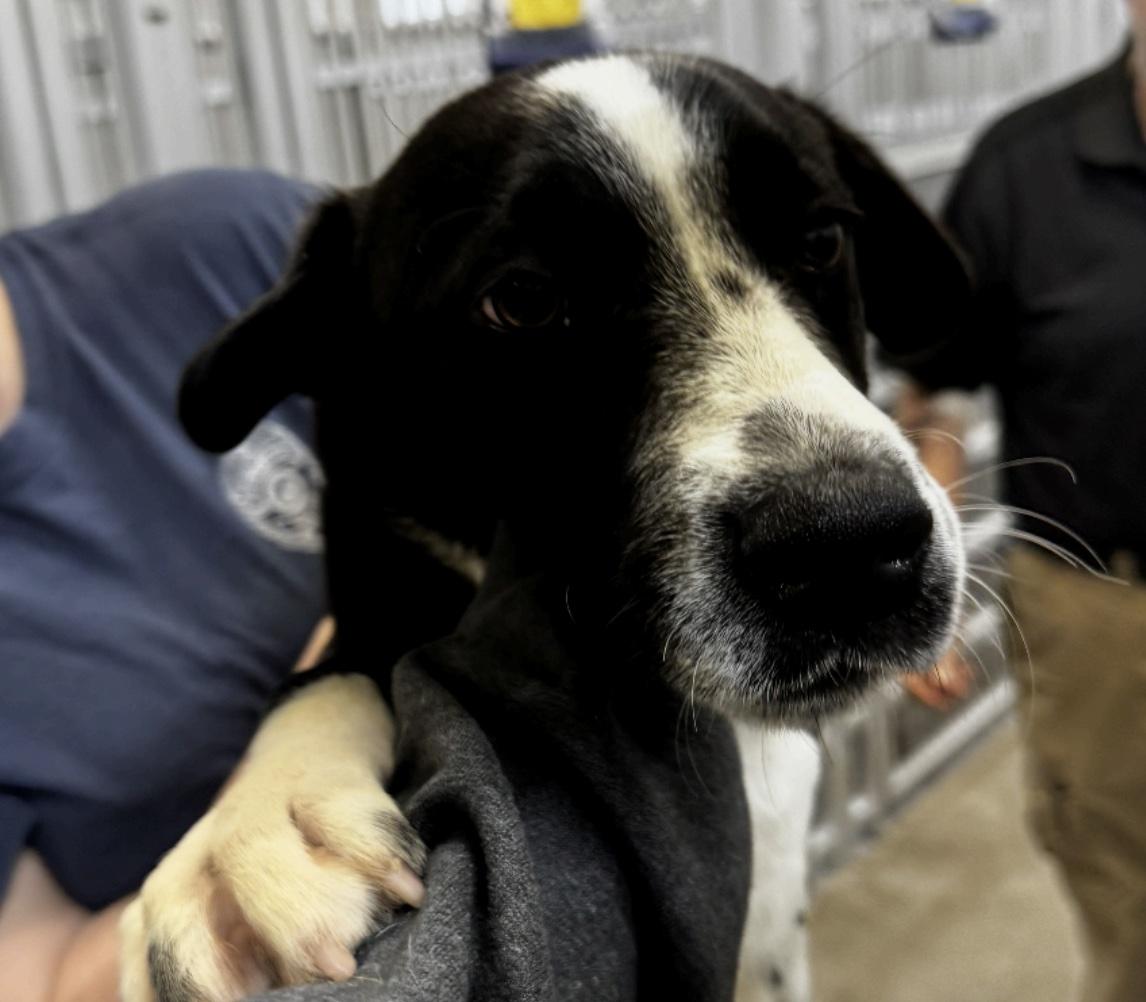 Hamlet, ADOPTABLE, Puppy Male Border Collie & Mixed Breed.