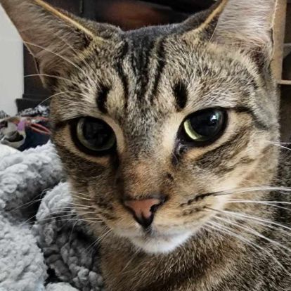 Rocky, Adoptable, Young Male Tabby.