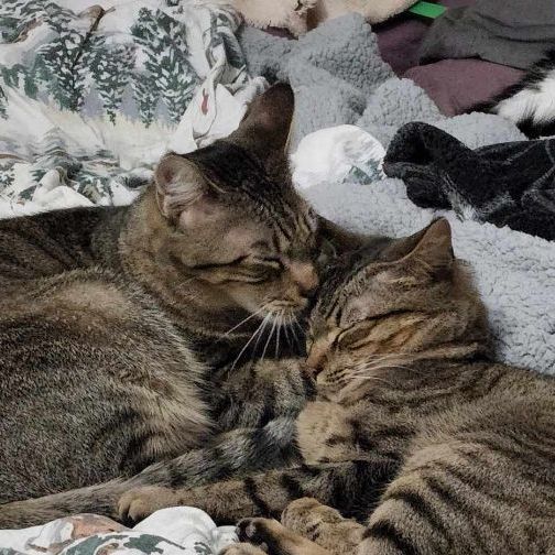 Rocky, a Adoptable mixed breed in Hawley, PA image 2/3