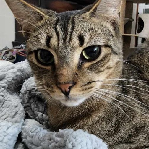 Rocky, a Adoptable mixed breed in Hawley, PA image 3/3