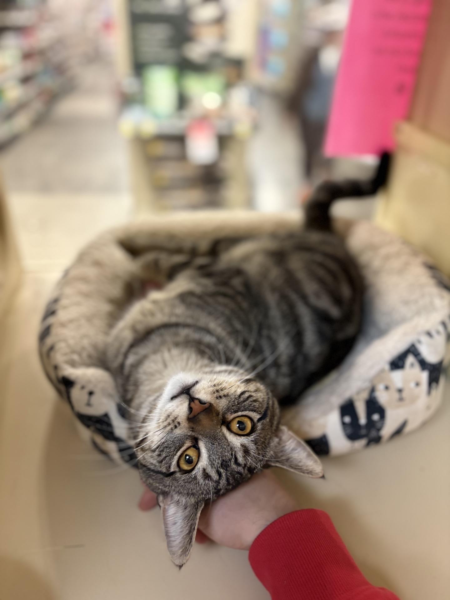 Enlarge Yogi, a Adoptable Domestic Short Hair in Cortland, NY image 3/3