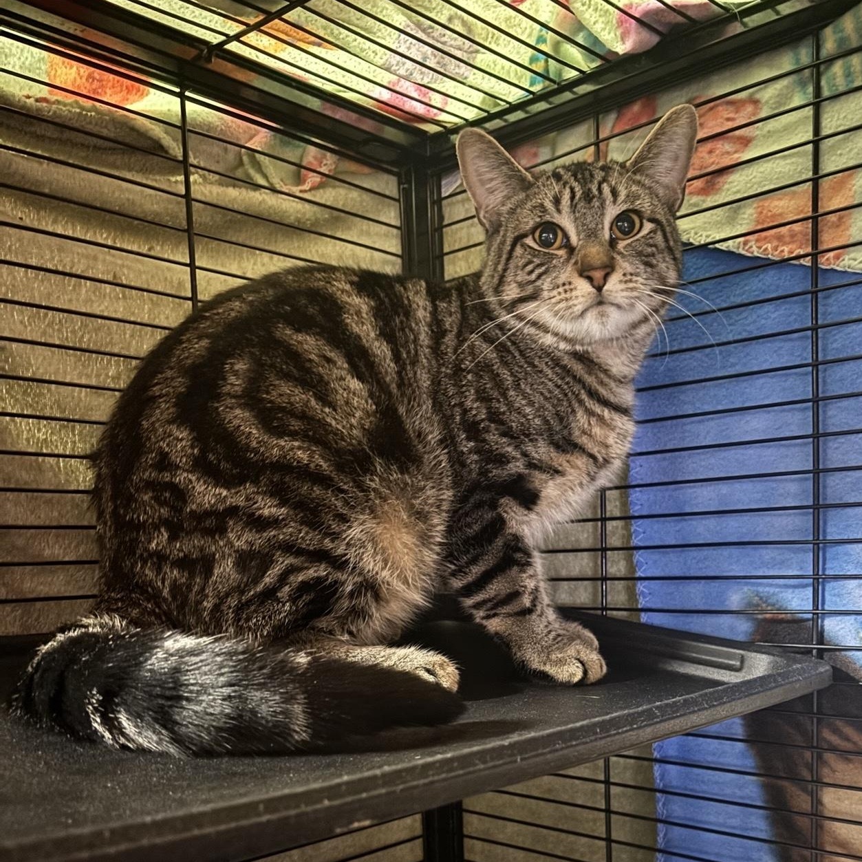 Yogi, Adoptable, Kitten Male Domestic Short Hair.