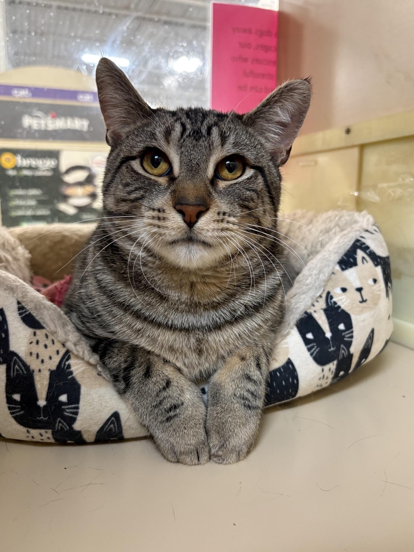 Yogi, Adoptable, Kitten Male Domestic Short Hair.