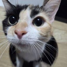 Enlarge PATCHES, a ADOPTABLE Domestic Short Hair in Loveland, CO image 5/5