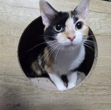 PATCHES, ADOPTABLE, Young Female Domestic Short Hair.