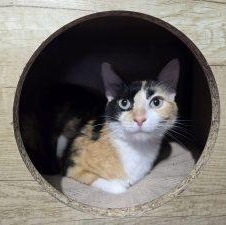 Enlarge PATCHES, a ADOPTABLE Domestic Short Hair in Loveland, CO image 3/5