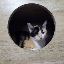 Enlarge PATCHES, a ADOPTABLE Domestic Short Hair in Loveland, CO image 4/5