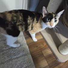 Enlarge PATCHES, a ADOPTABLE Domestic Short Hair in Loveland, CO image 2/5