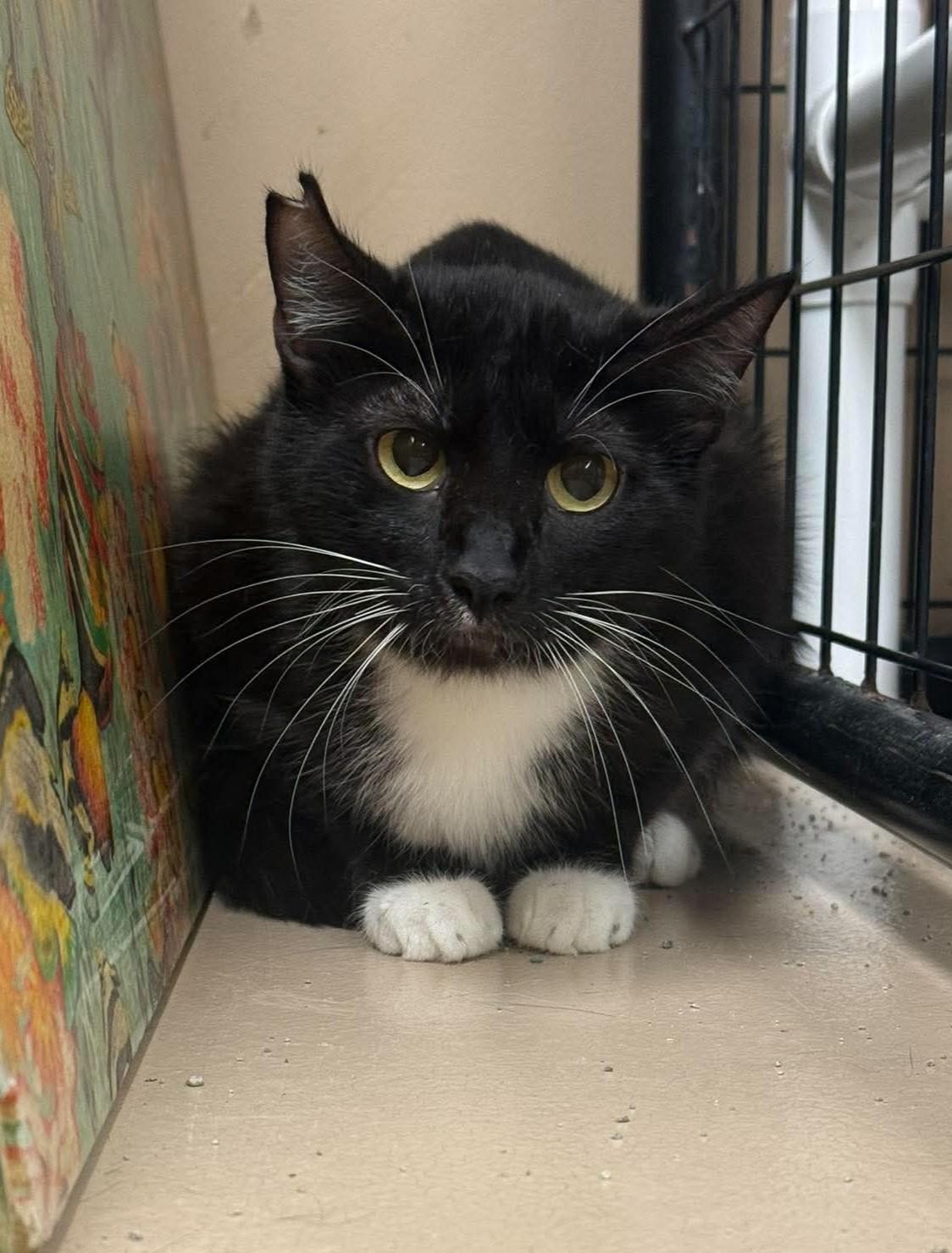 Packshell, ADOPTABLE, Young Female Domestic Short Hair.