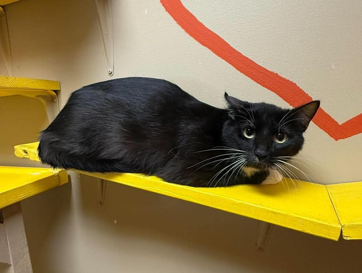 Packshell, a ADOPTABLE mixed breed in Maryville, MO image 2/3