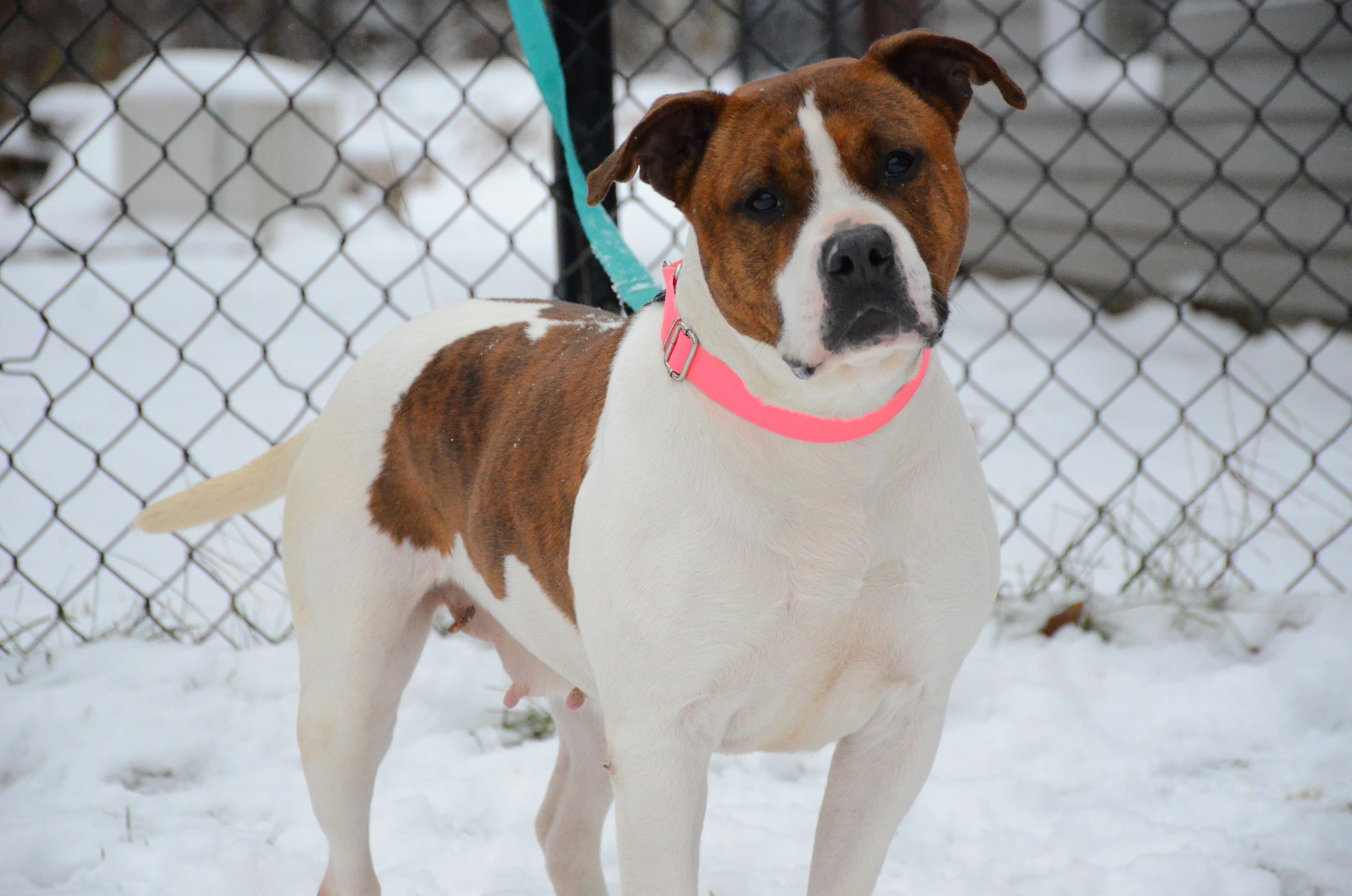 Enlarge Magenta, a Adoptable mixed breed in Montreal, QC image 1/6