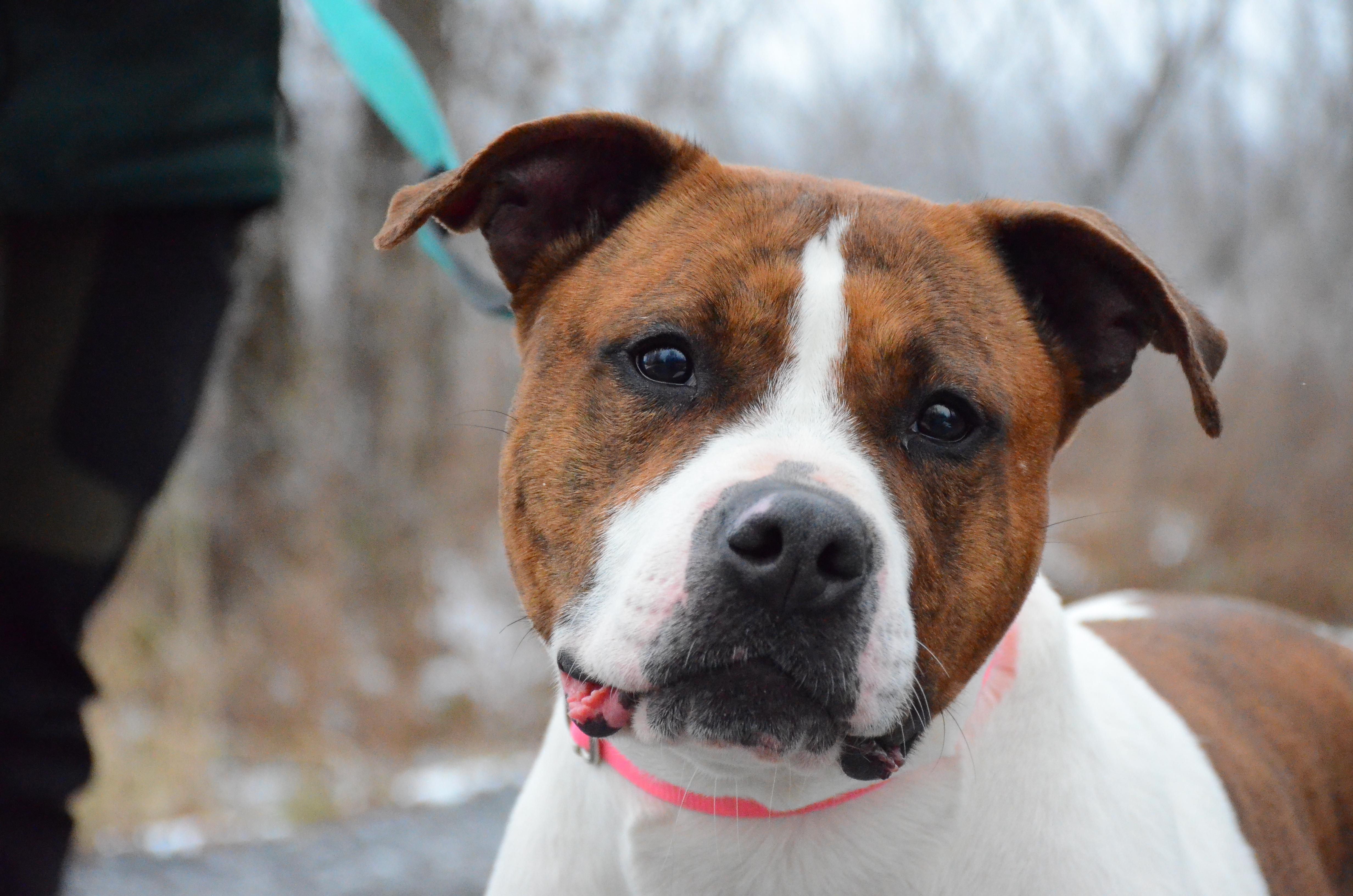 Enlarge Magenta, a Adoptable mixed breed in Montreal, QC image 2/6