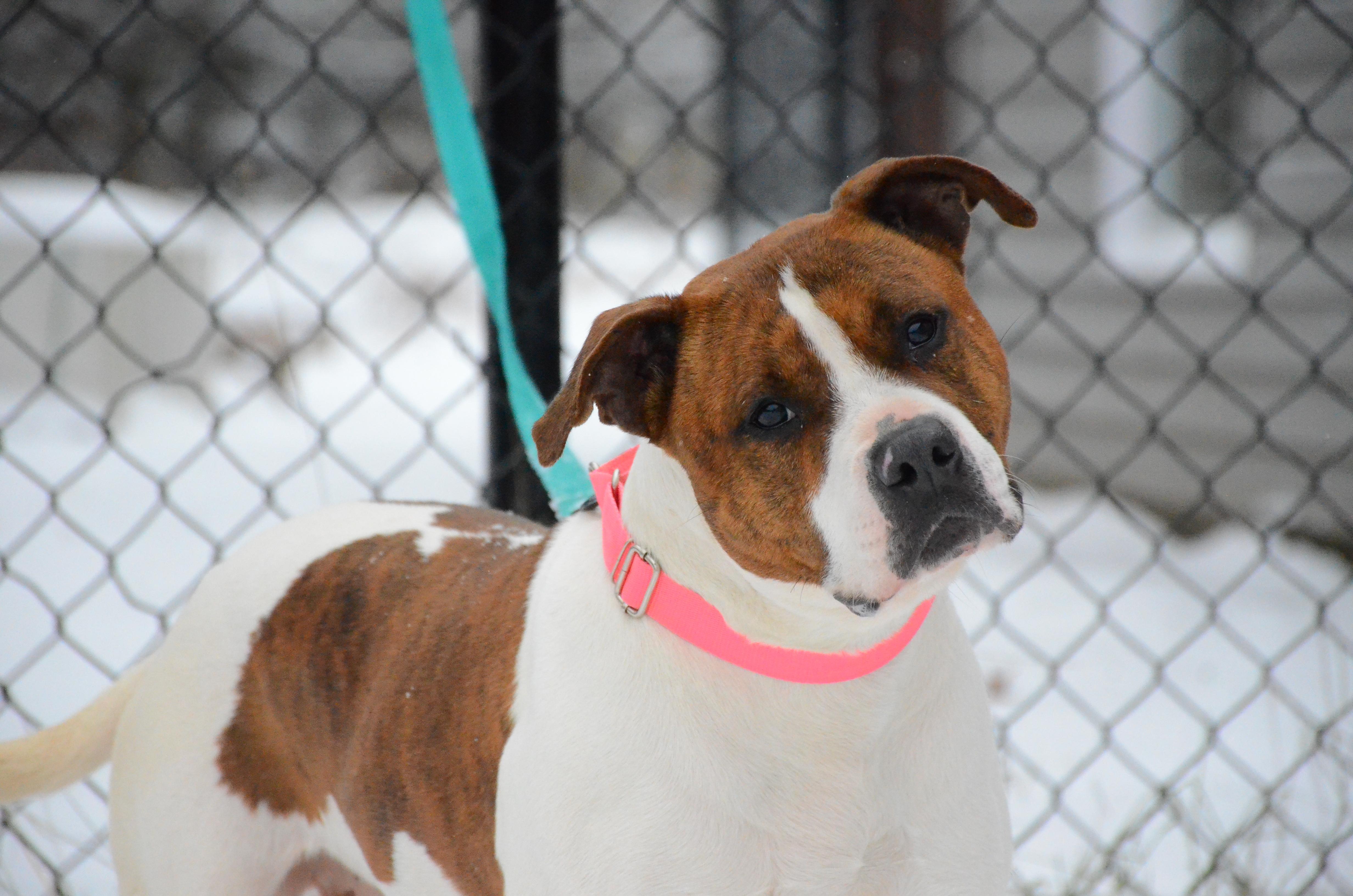 Enlarge Magenta, a Adoptable mixed breed in Montreal, QC image 3/6