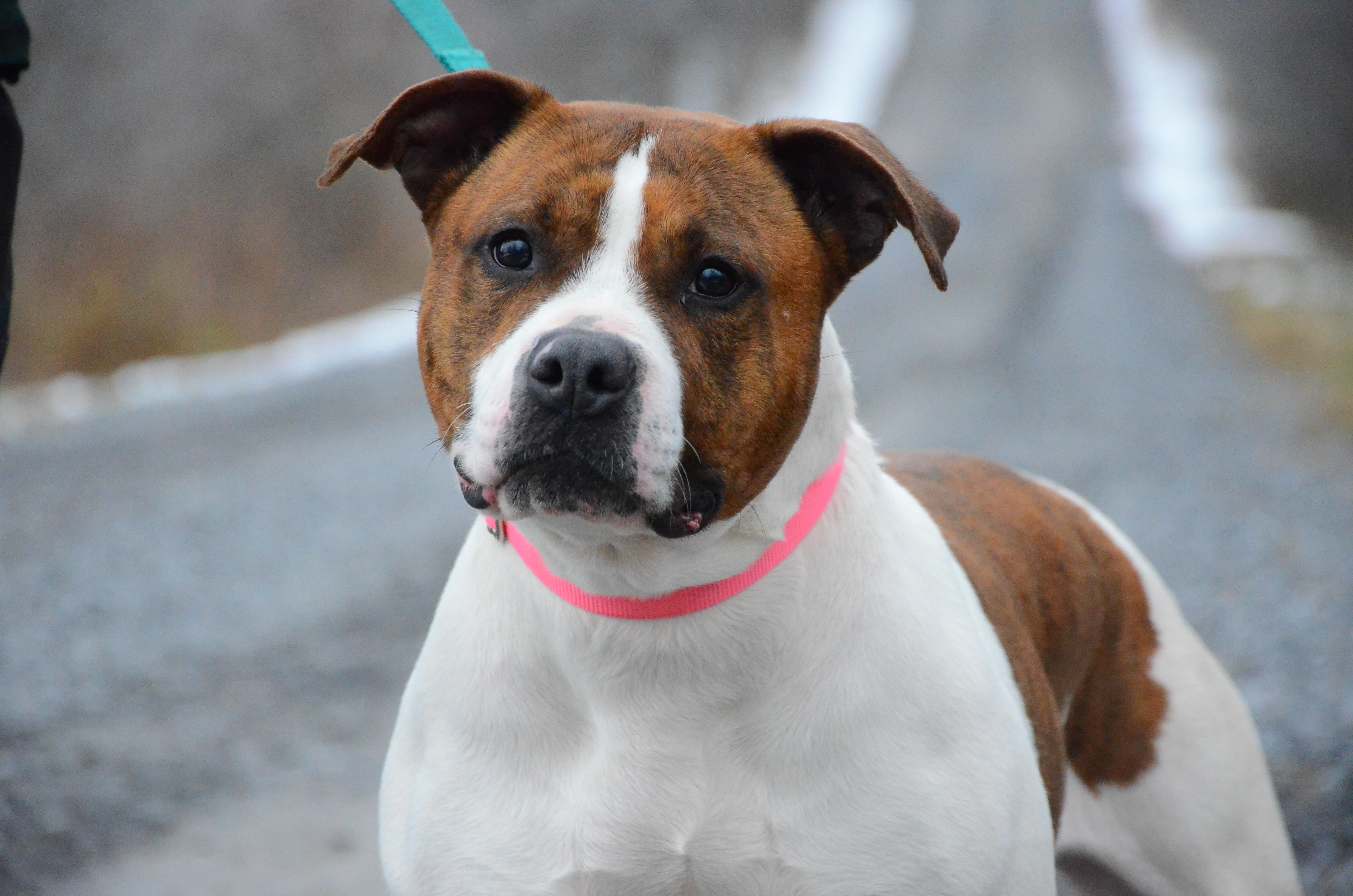 Enlarge Magenta, a Adoptable mixed breed in Montreal, QC image 4/6