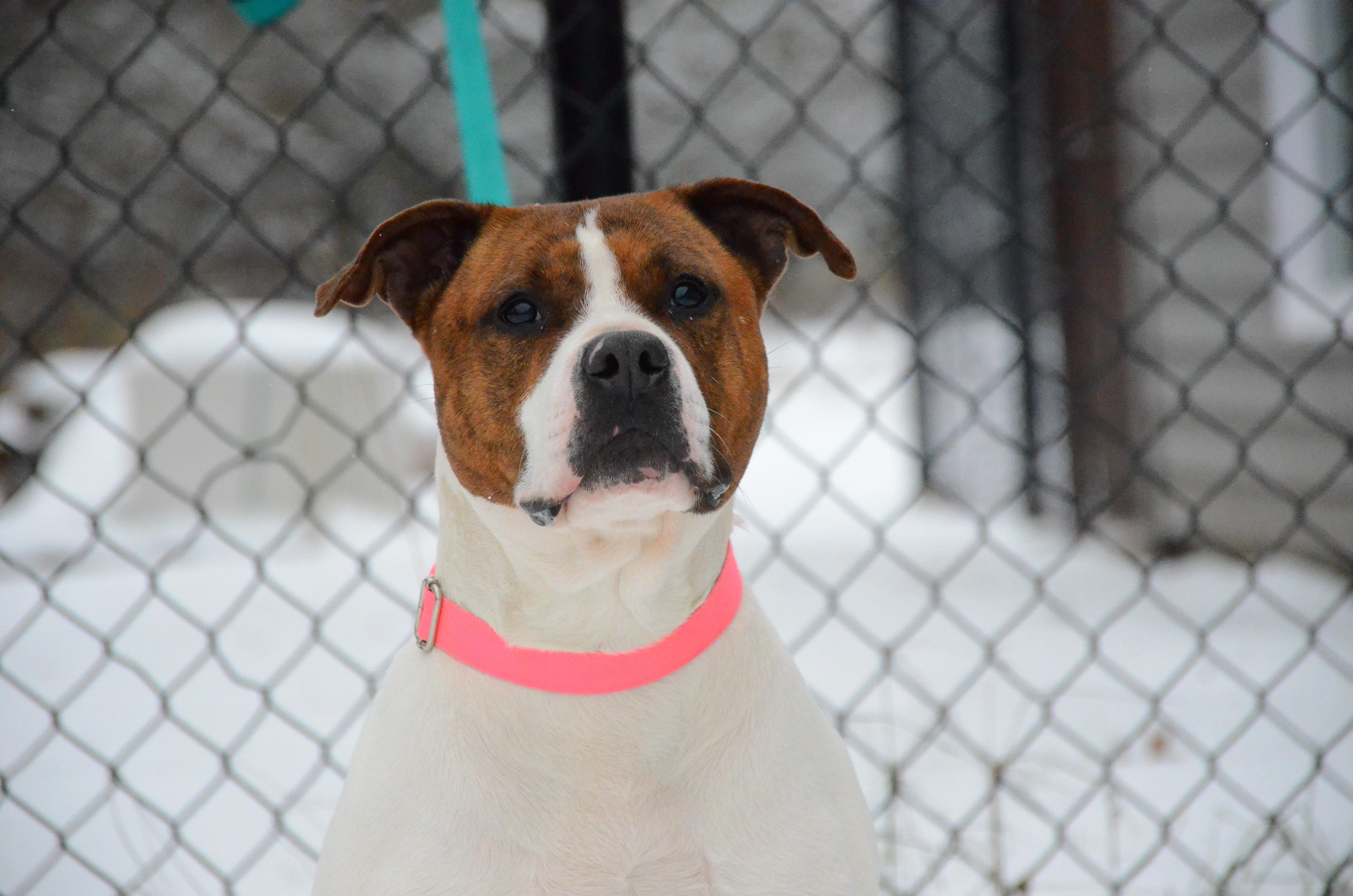 Enlarge Magenta, a Adoptable mixed breed in Montreal, QC image 5/6