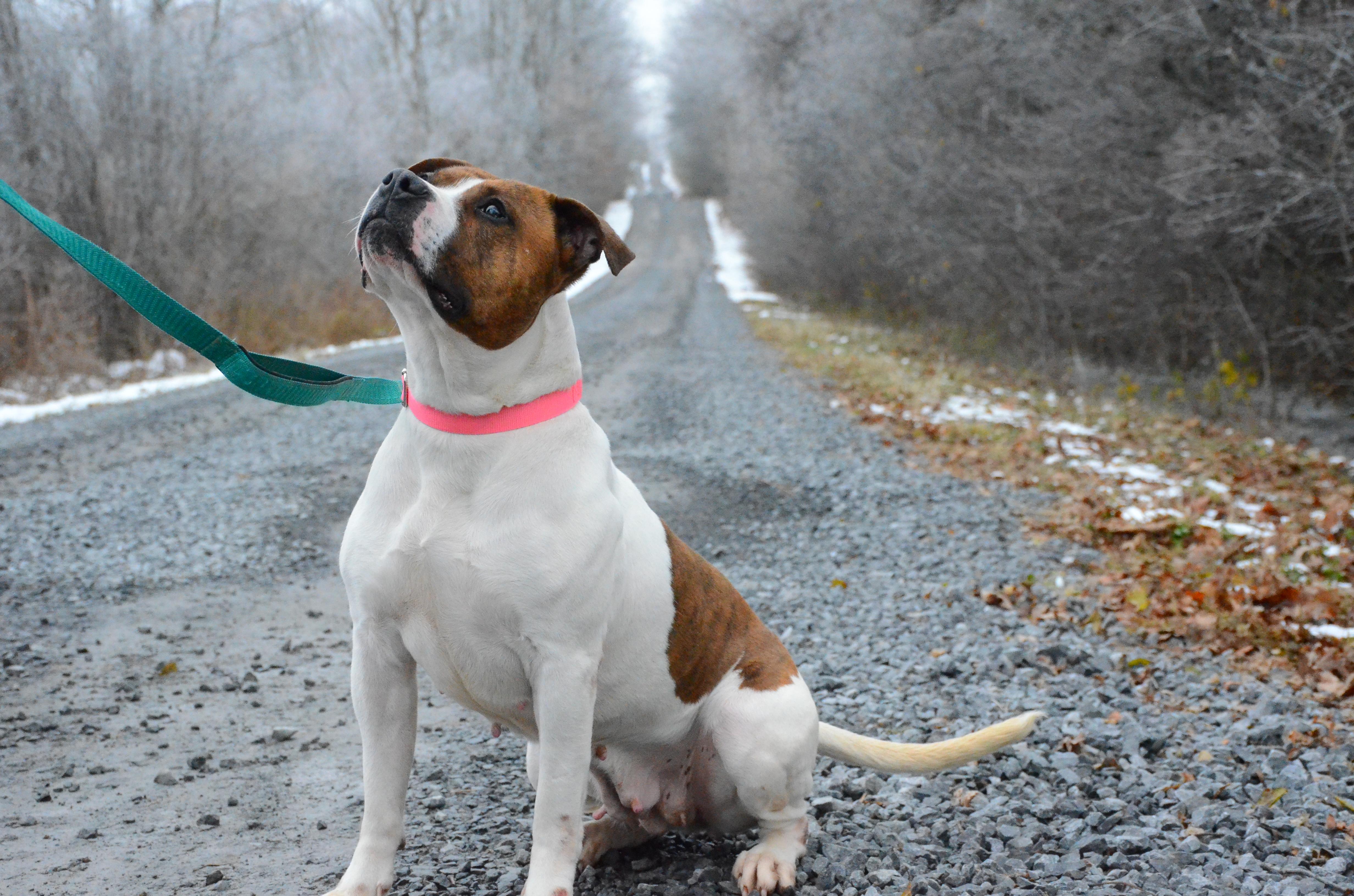 Enlarge Magenta, a Adoptable mixed breed in Montreal, QC image 6/6