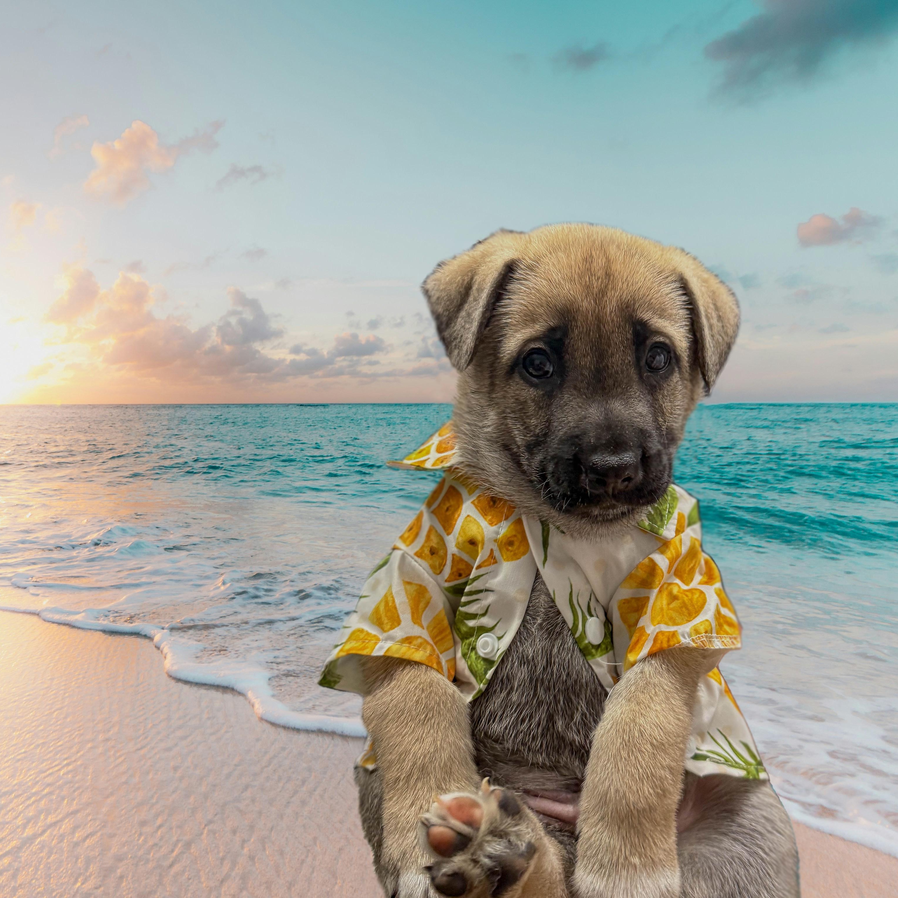 Mojito "mo" thumbnail 2