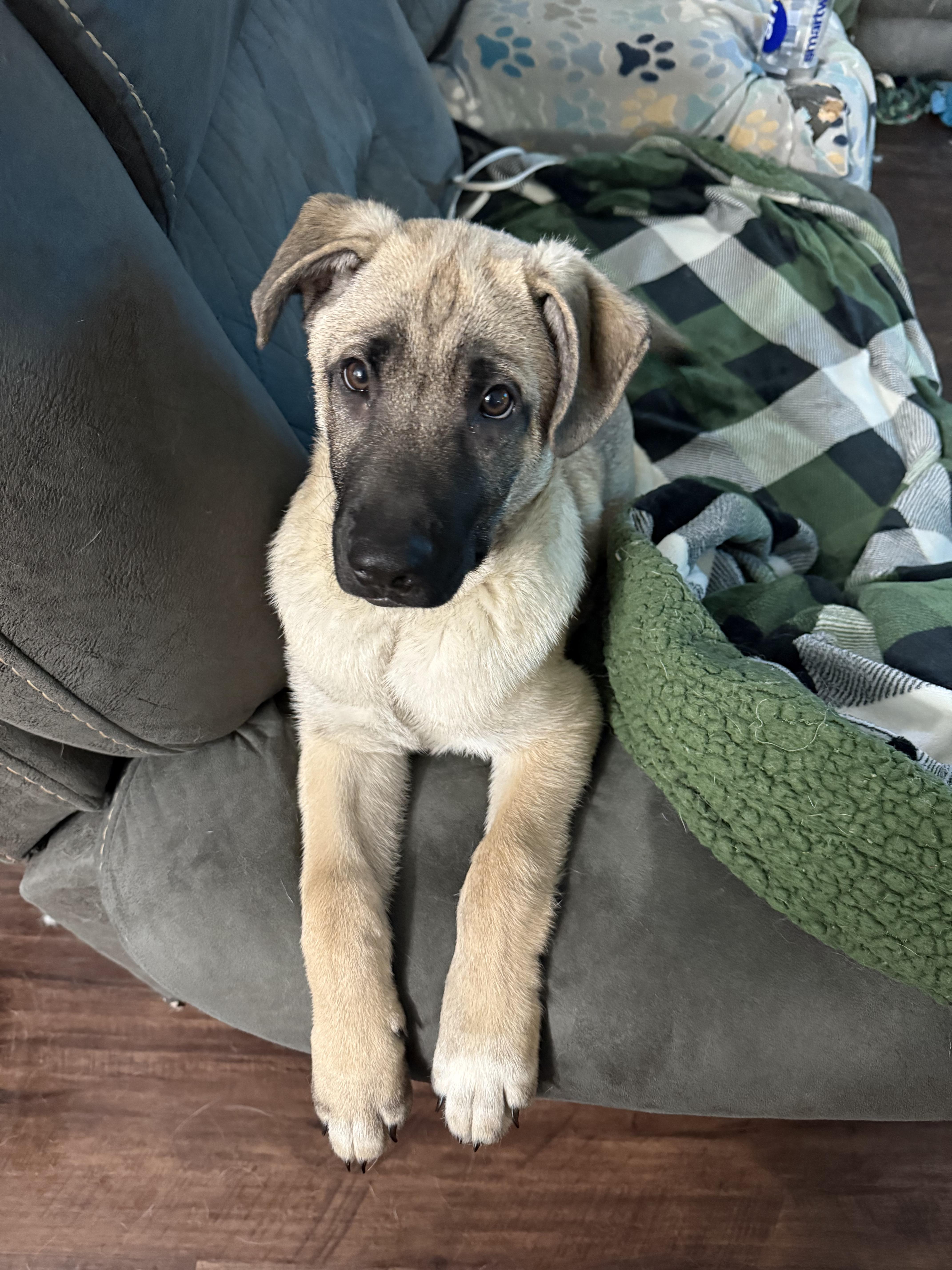 Enlarge Mojito "Mo" , a Adoptable mixed breed in La Center, WA image 1/6