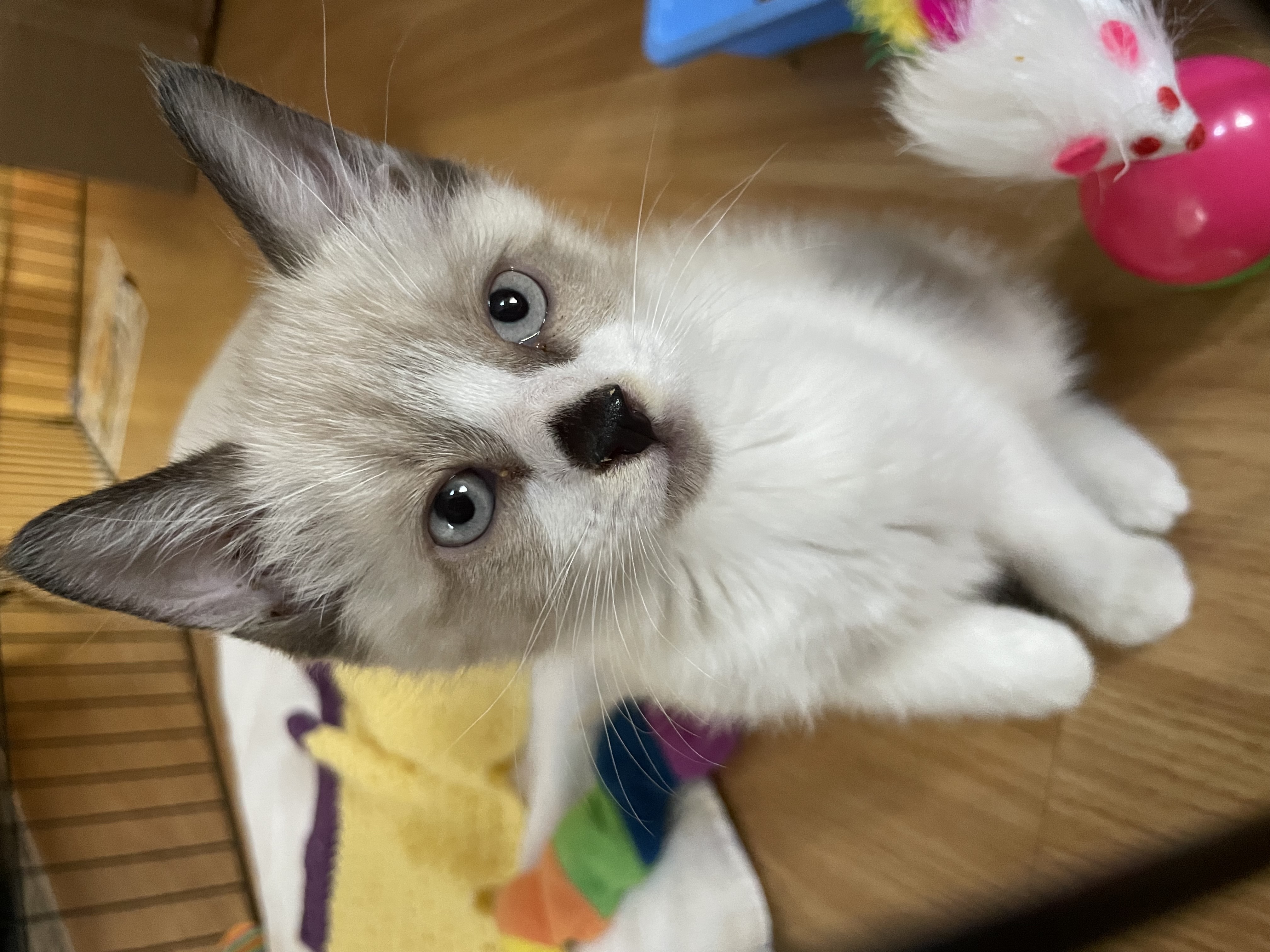 Dotty, Adopted, Kitten Female Siamese.