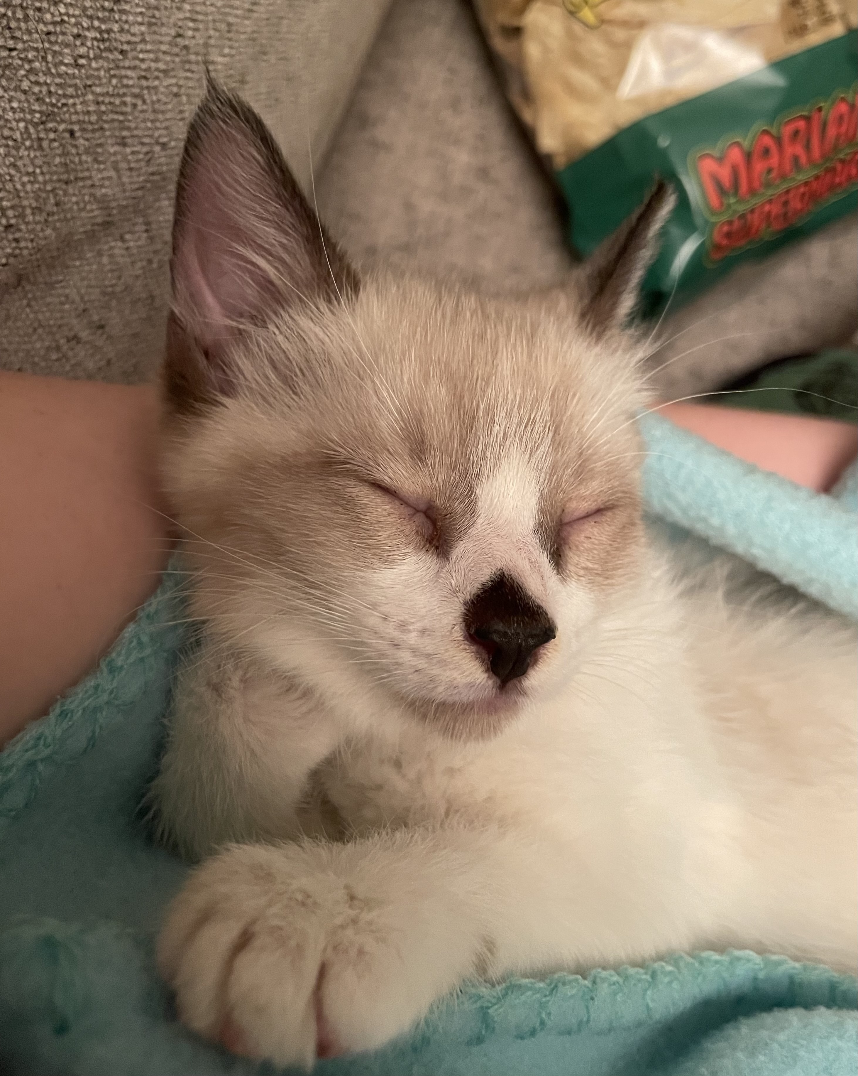 Enlarge Dotty, a Adopted Siamese in Las Vegas, NV image 2/3