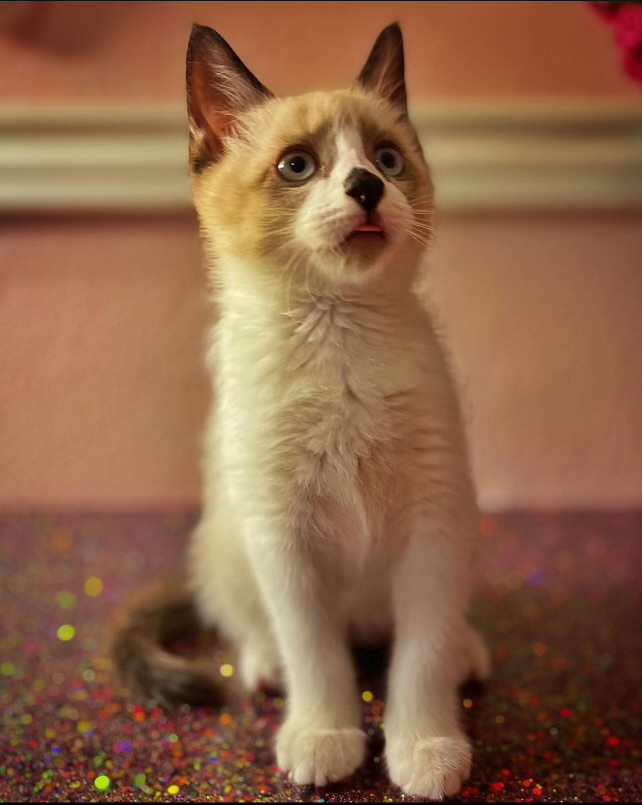 Enlarge Dotty, a Adopted Siamese in Las Vegas, NV image 3/3