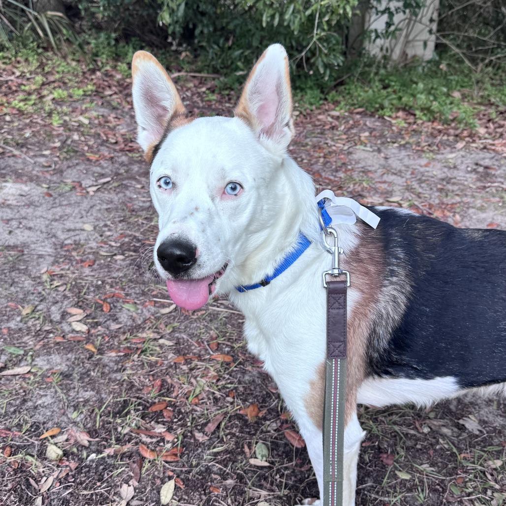 Spot, Adoptable, Adult Male Mixed Breed.