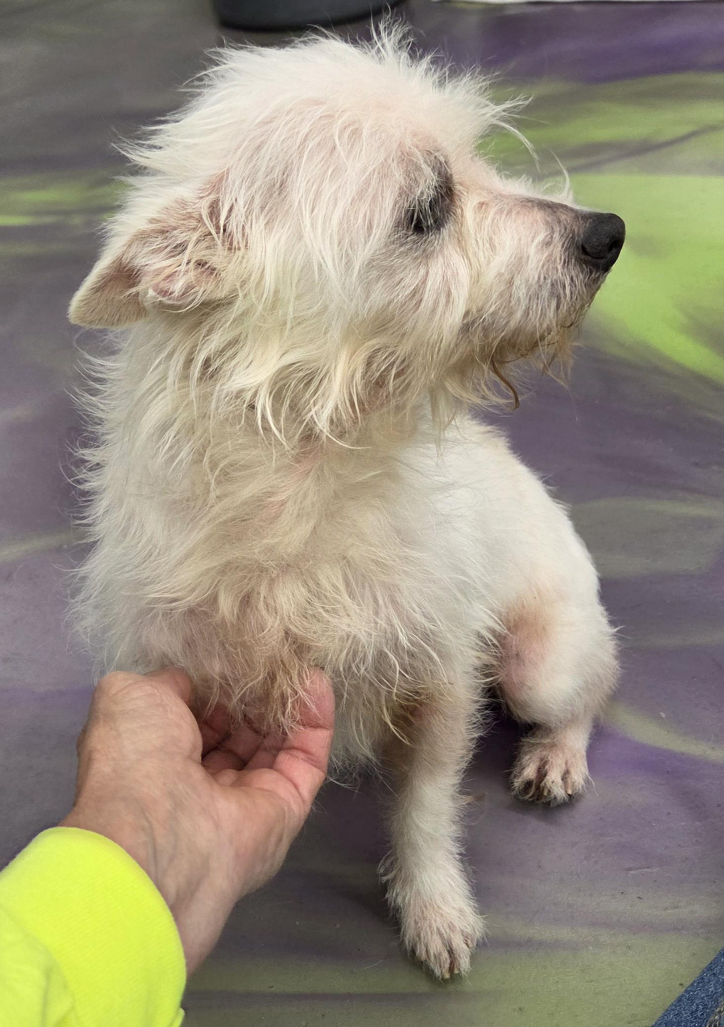 Enlarge Bogie, a ADOPTABLE mixed breed in Anna, IL image 3/3