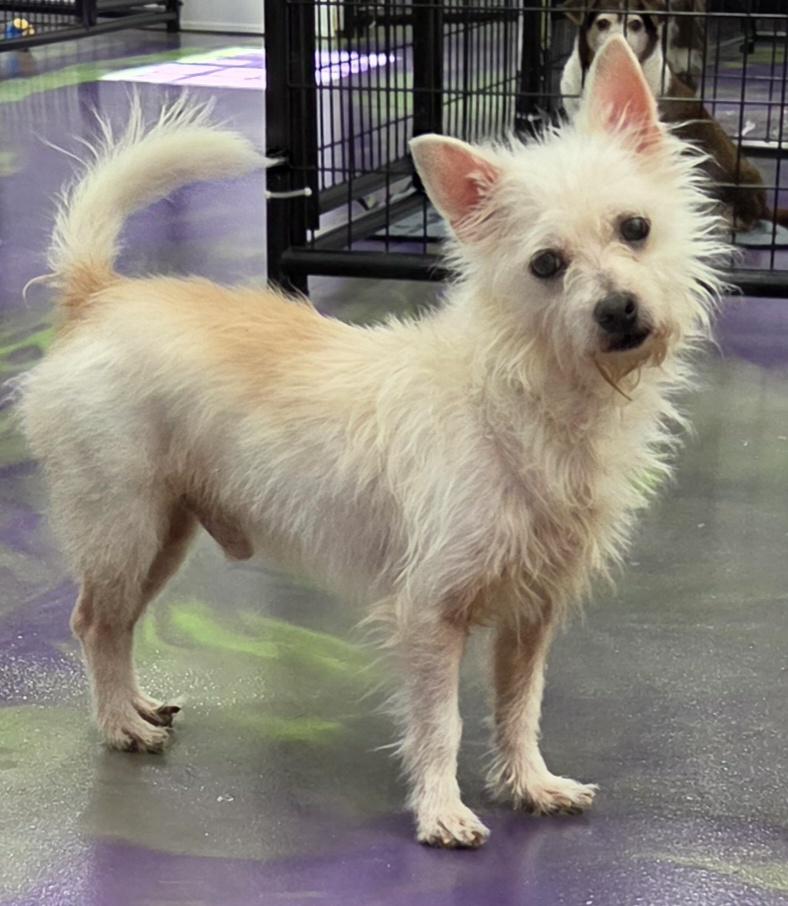 Bogie, ADOPTABLE, Adult Male Chihuahua & West Highland White Terrier / Westie.