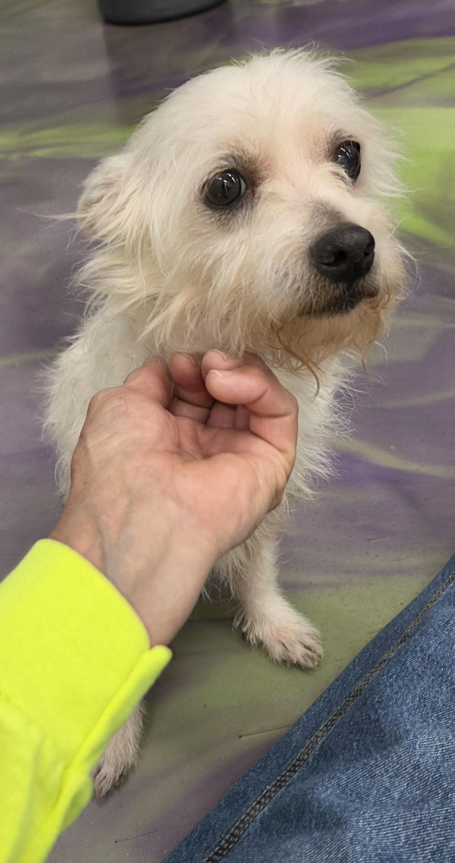 Enlarge Bogie, a ADOPTABLE mixed breed in Anna, IL image 2/3