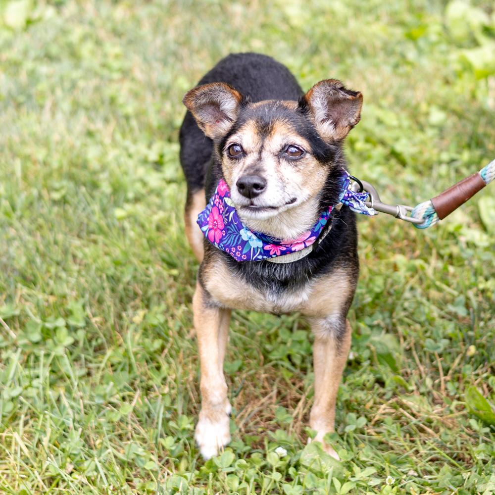 Mocha (Female)