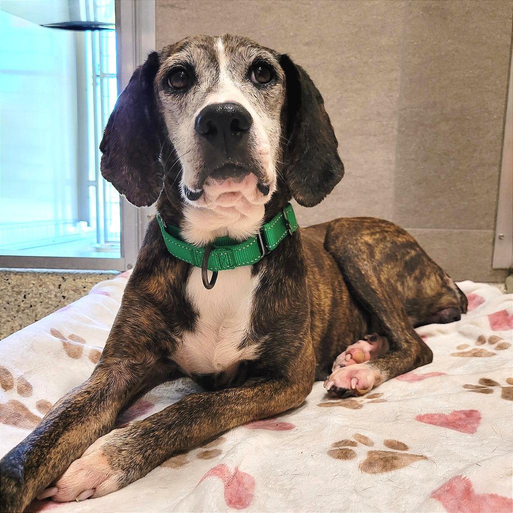 Gertie, Adoptable, Senior Female Mountain Cur & Mixed Breed.