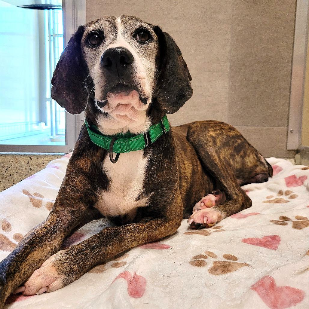 Enlarge Gertie, a Adoptable mixed breed in Nashville, IN image 2/3