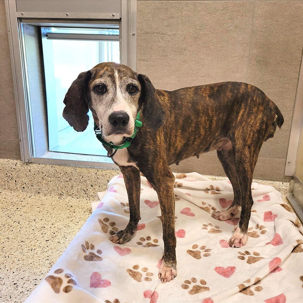 Enlarge Gertie, a Adoptable mixed breed in Nashville, IN image 3/3