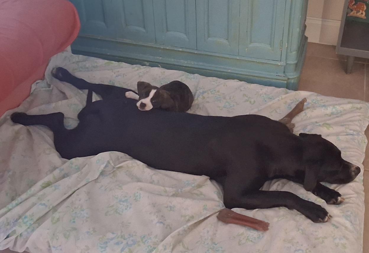 Eclipse (in foster home), an adoptable mixed breed in Sebring, FL image 5/5