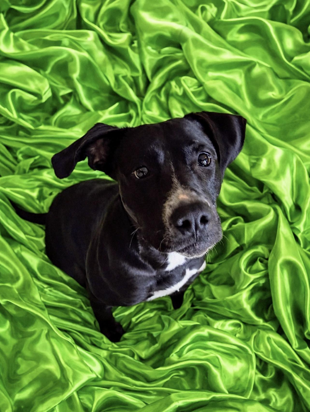 Eclipse (in foster home), adoptable, Young Female Labrador Retriever & Pointer.
