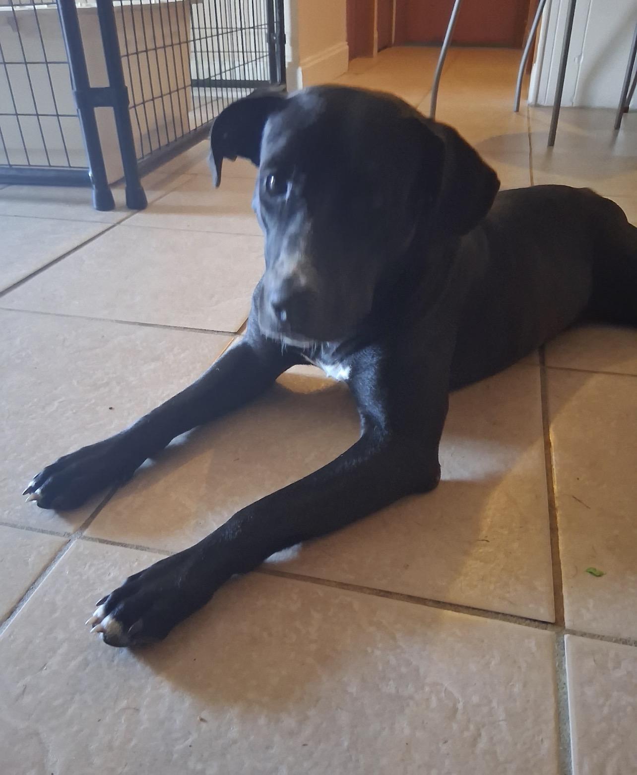Eclipse (in foster home), an adoptable mixed breed in Sebring, FL image 4/5