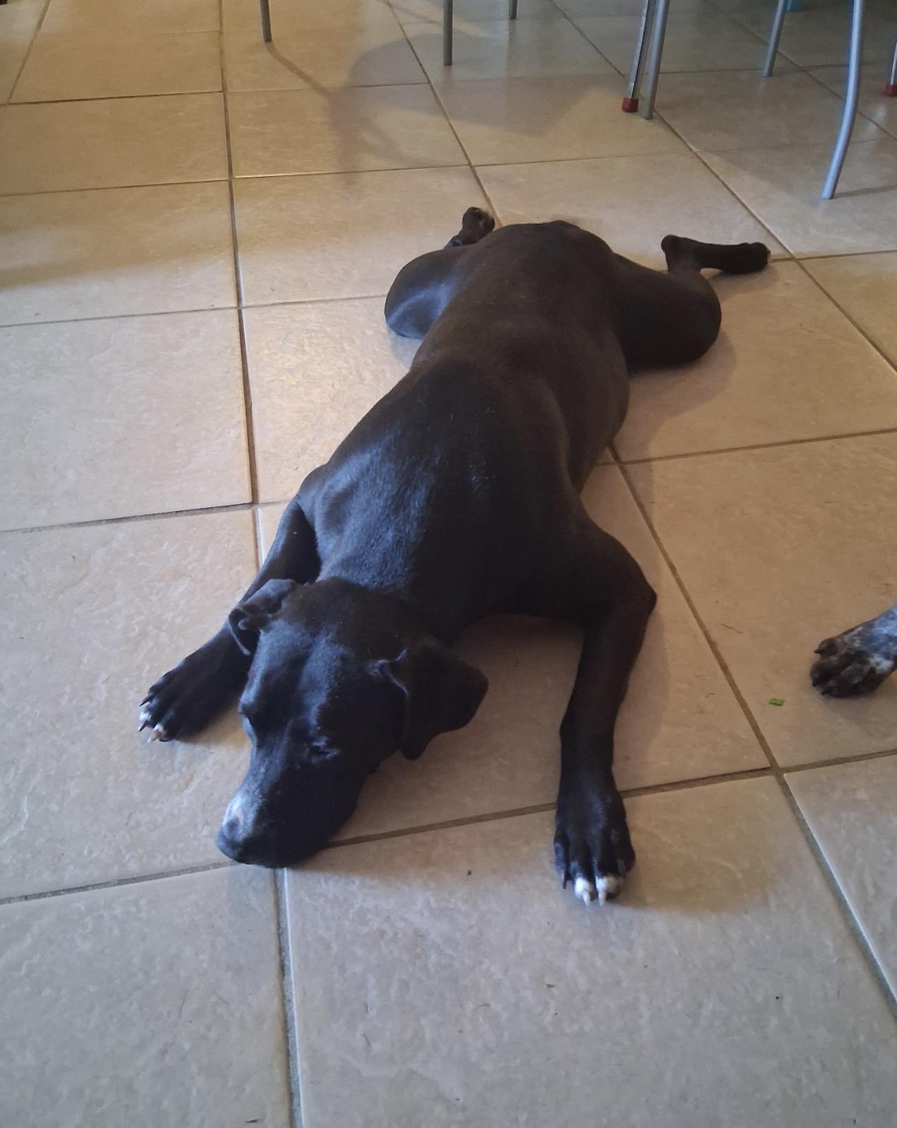 Eclipse (in foster home), an adoptable mixed breed in Sebring, FL image 3/5