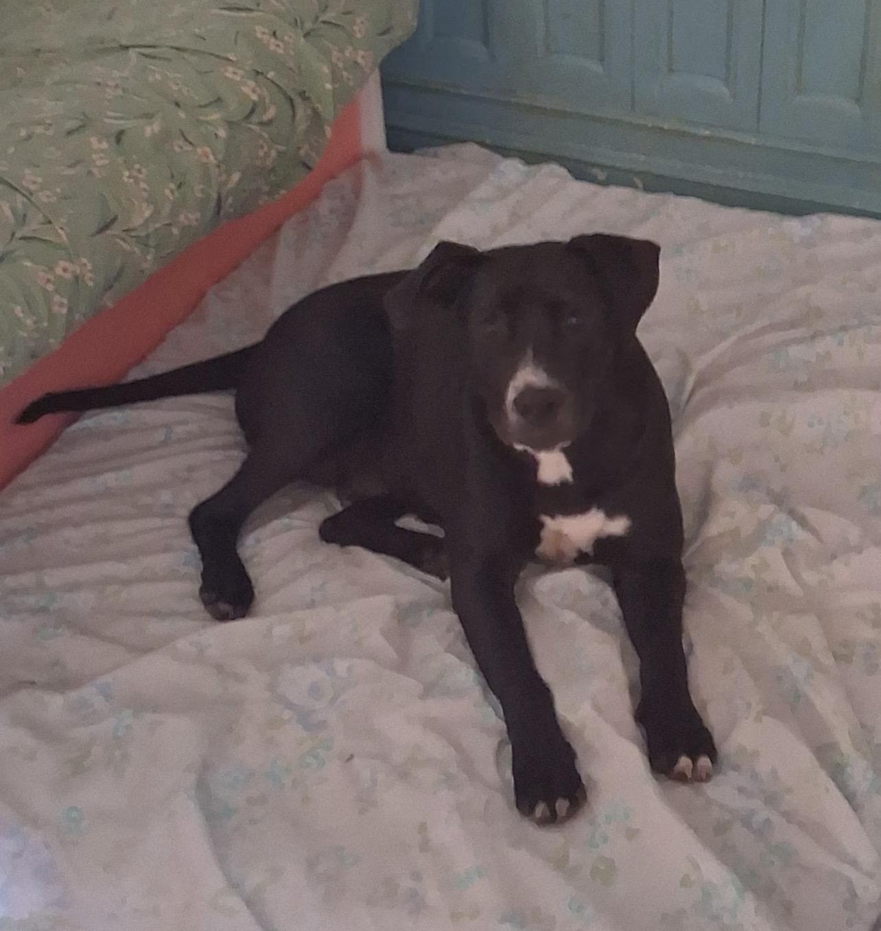 Eclipse (in foster home), an adoptable mixed breed in Sebring, FL image 2/5