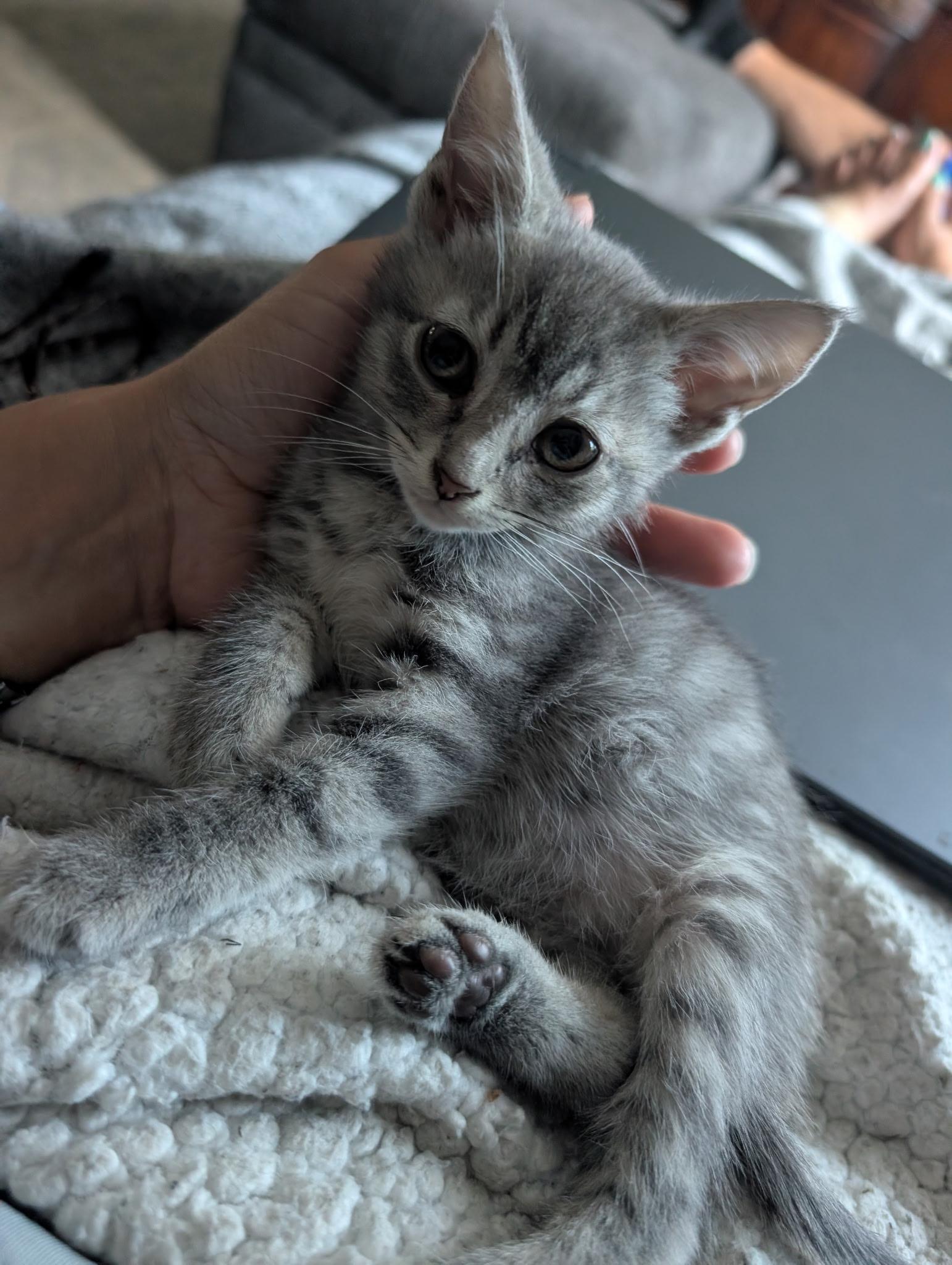Stormy - (Weather Kittens), a ADOPTABLE American Shorthair in Bordentown, NJ image 3/4