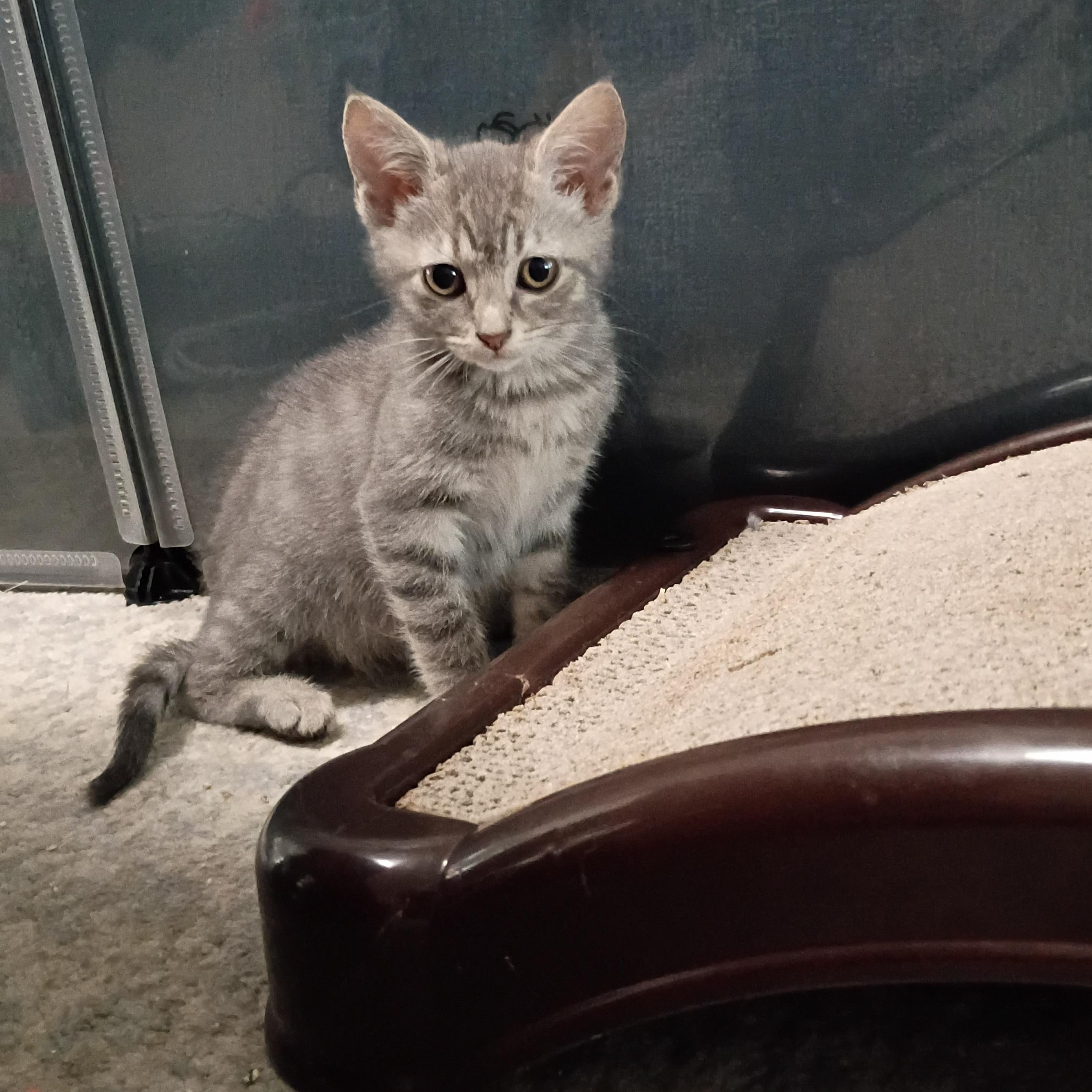 Stormy - (Weather Kittens), a ADOPTABLE American Shorthair in Bordentown, NJ image 2/4
