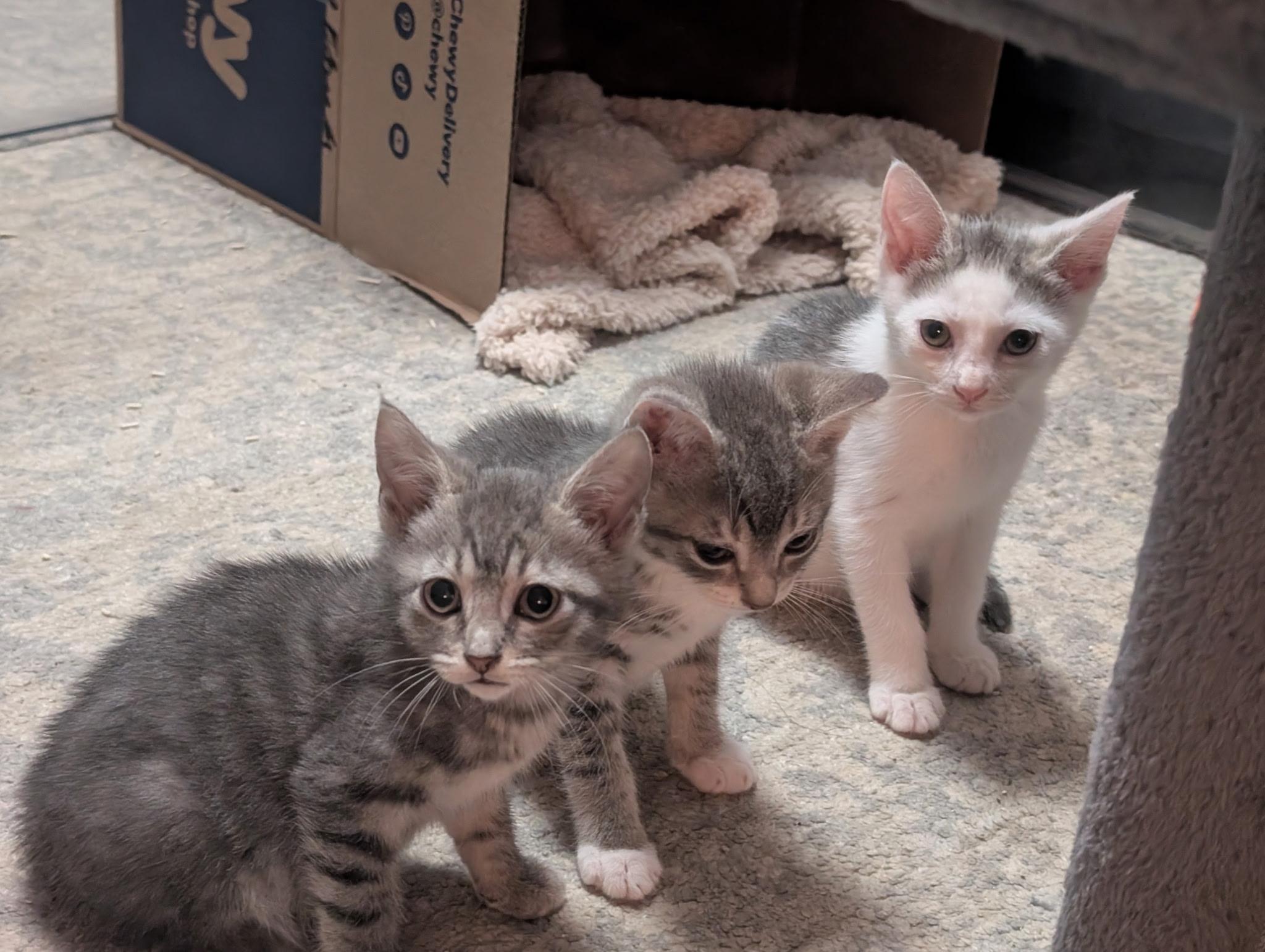 Stormy - (Weather Kittens), a ADOPTABLE American Shorthair in Bordentown, NJ image 4/4