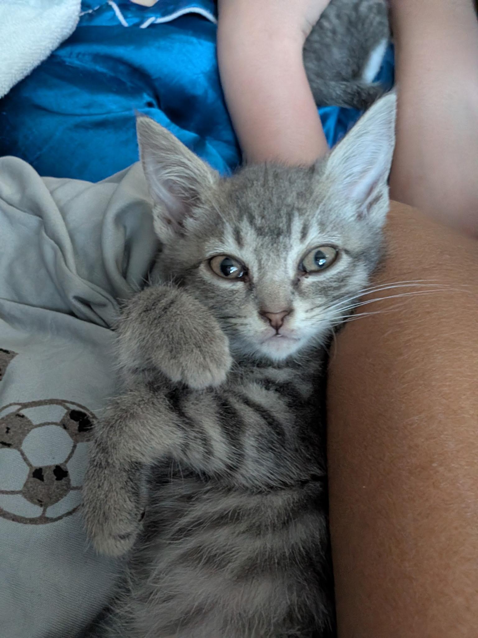 Stormy - (Weather Kittens), ADOPTABLE, Kitten Female American Shorthair.