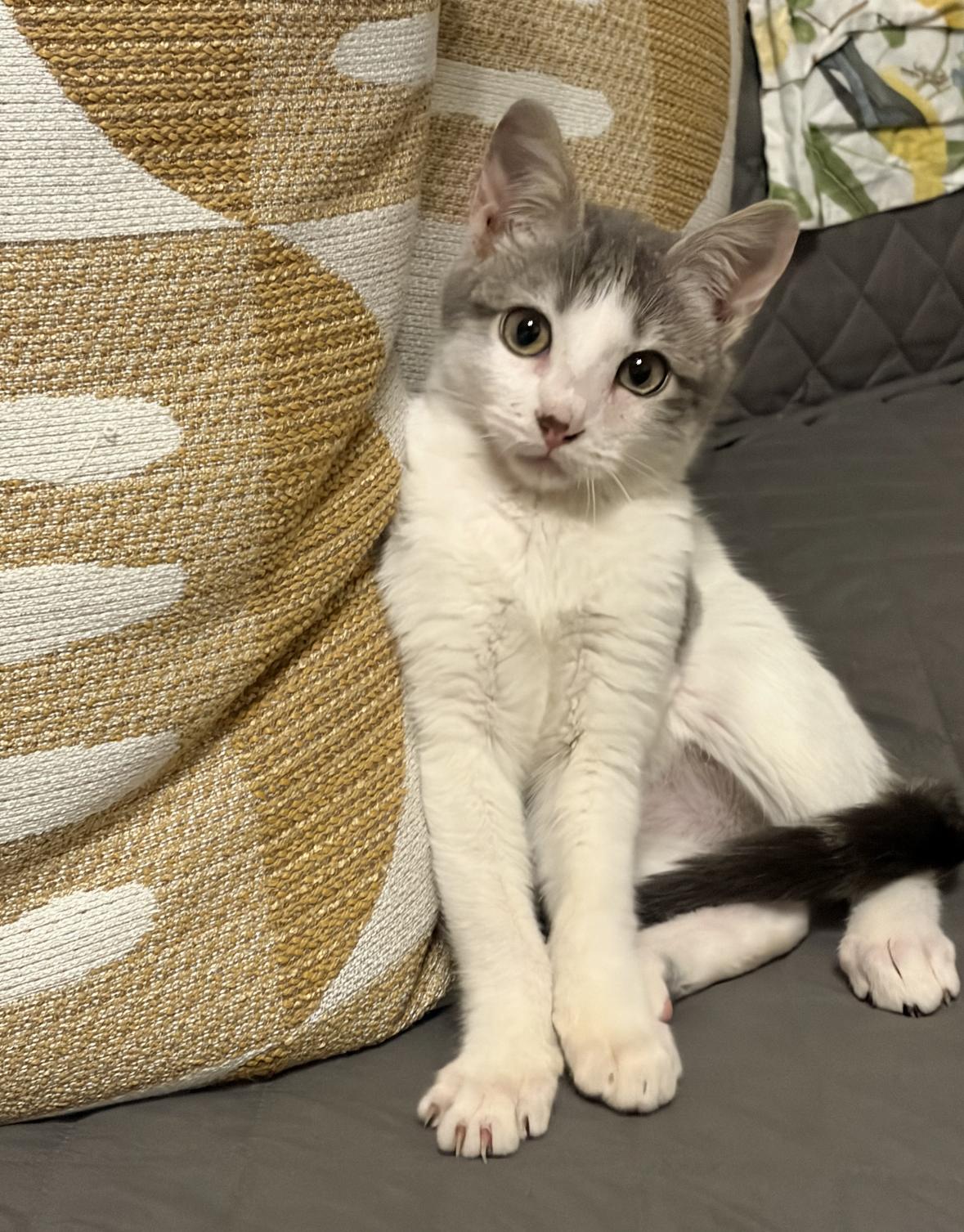 Bernard , a ADOPTABLE Domestic Short Hair in New Orleans, LA image 2/6