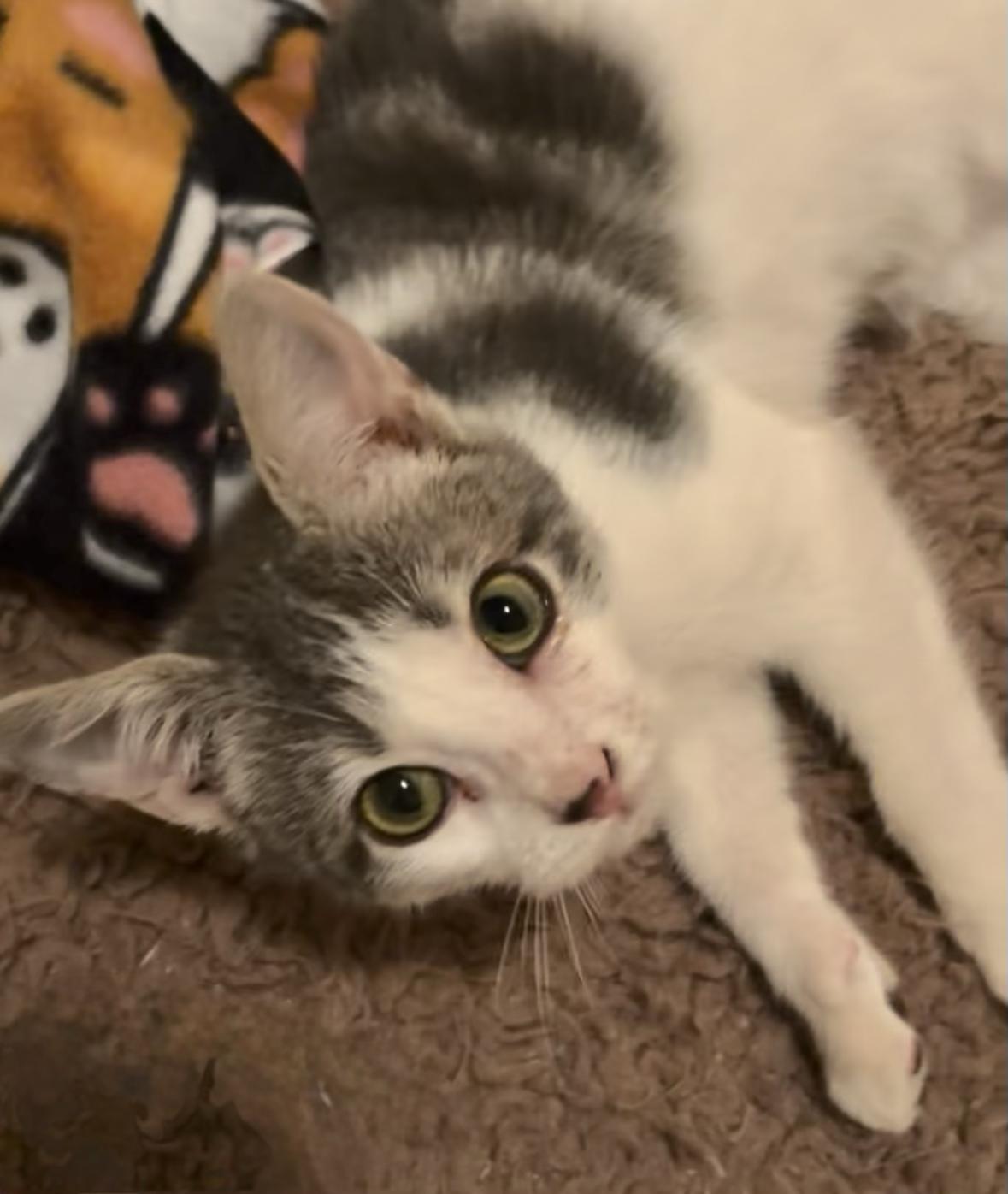 Bernard , a ADOPTABLE Domestic Short Hair in New Orleans, LA image 6/6