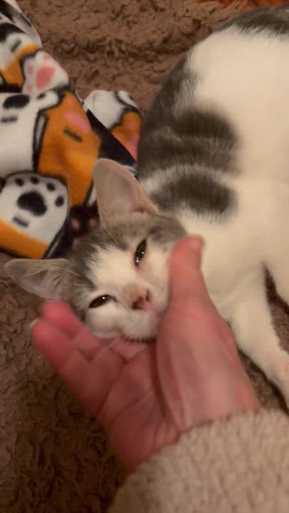 Enlarge Bernard , a ADOPTABLE Domestic Short Hair in New Orleans, LA video 3/6