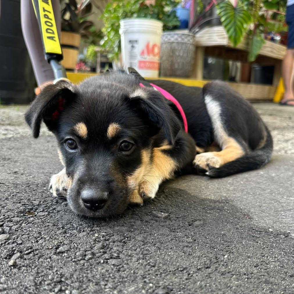 Ruger AKA Little Bear, Adoptable, Young Male German Shepherd Dog & Husky.